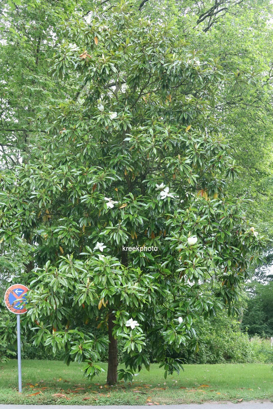 Magnolia grandiflora 'Galissonniere'