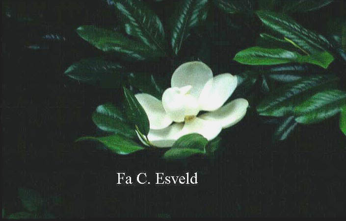 Magnolia grandiflora