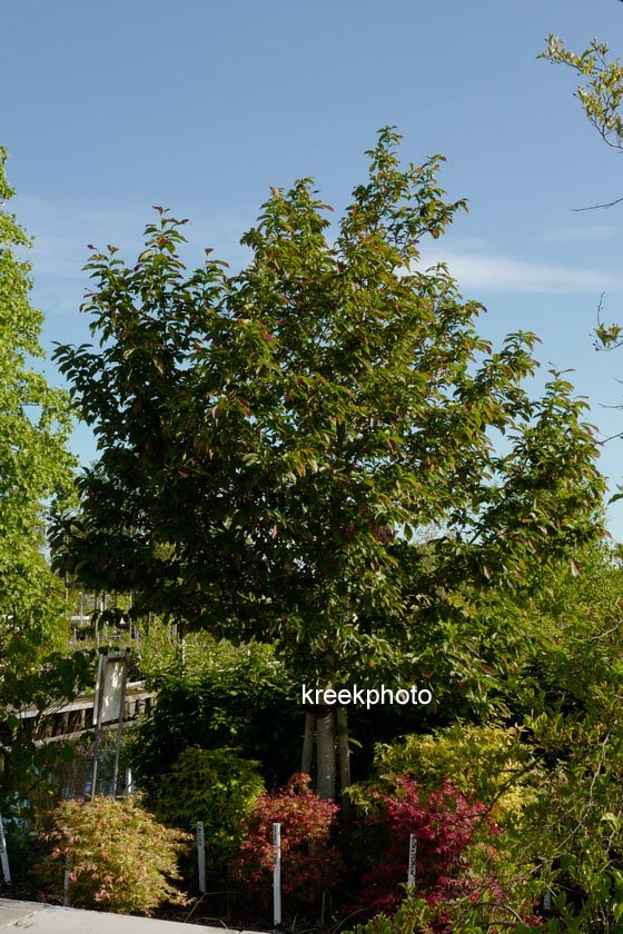 Magnolia kobus 'Esveld Select'