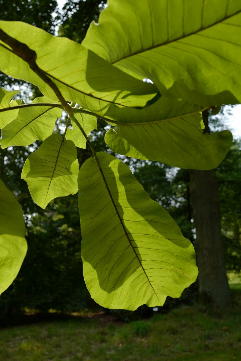 Magnolia macrophylla ssp. ashei