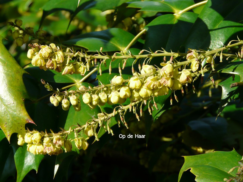 Mahonia japonica