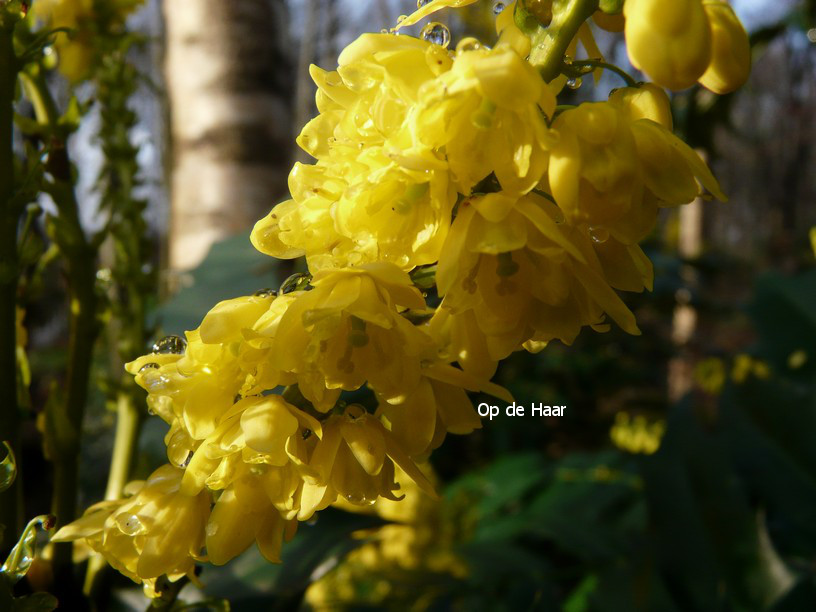 Mahonia media 'Winter Sun'