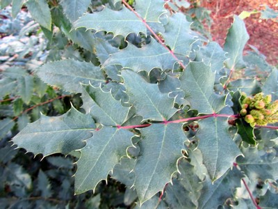 Mahonia wagneri 'Pinnacle'