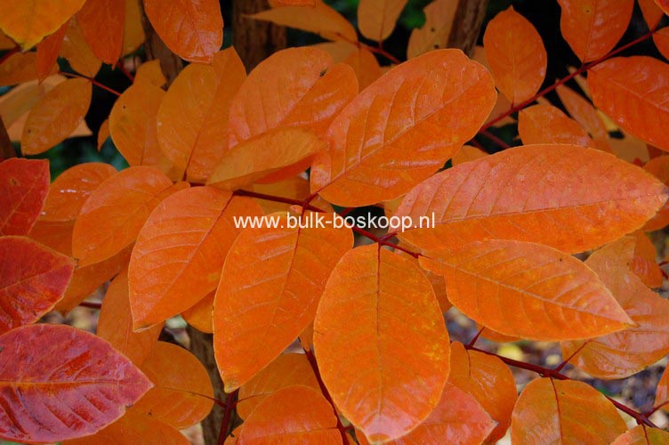 Meliosma veitchiorum