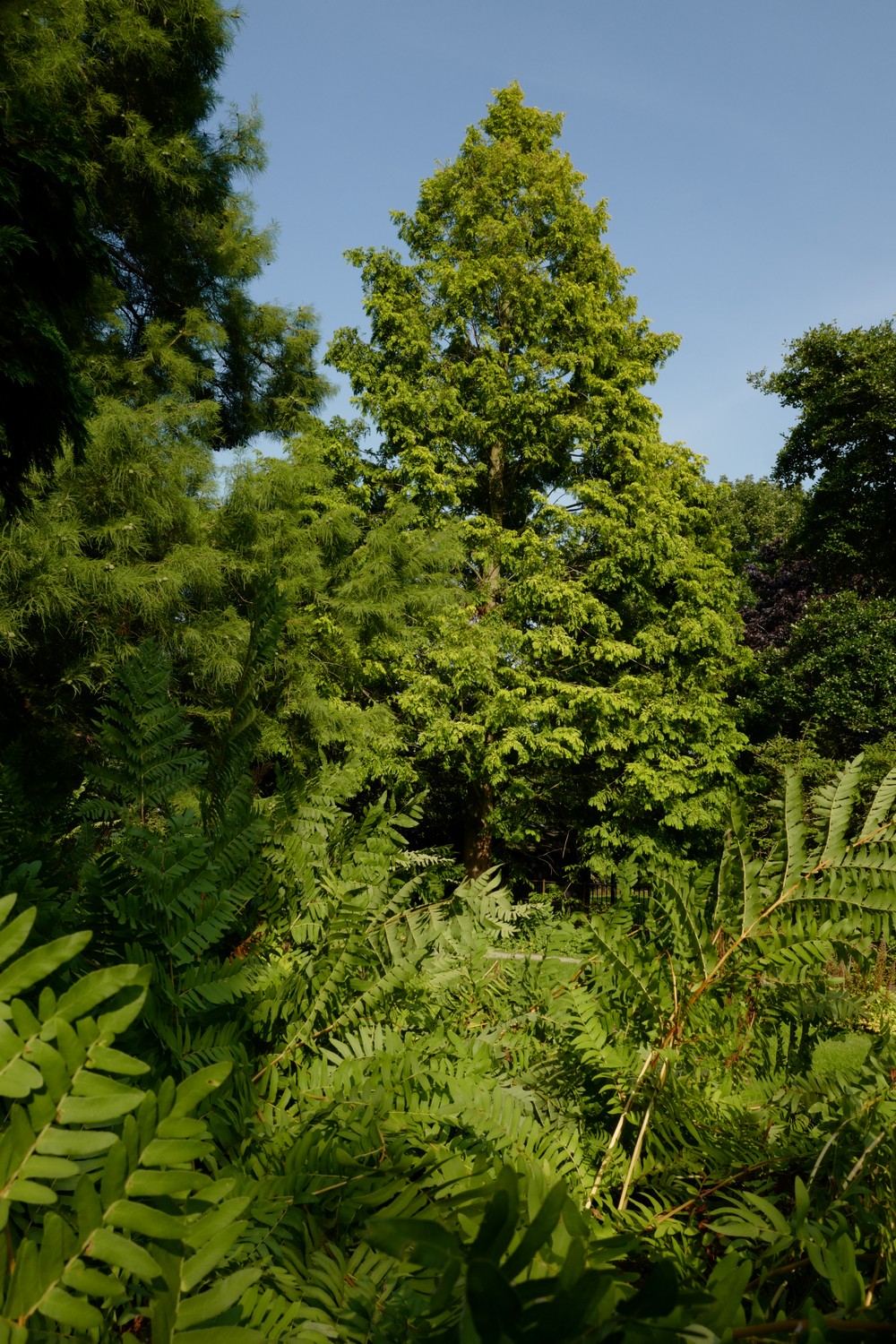 Metasequoia glyptostroboides 'Ogon' (GOLDRUSH)