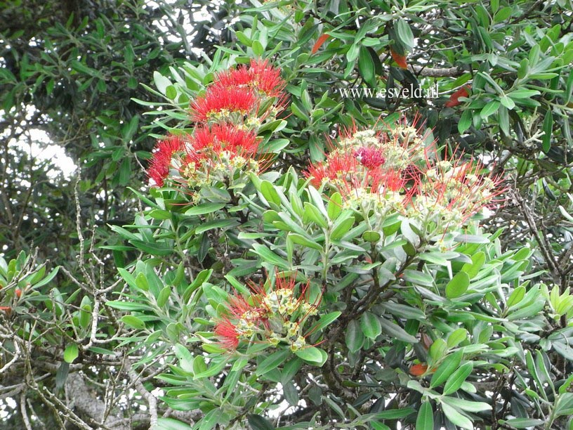 Metrosideros excelsa