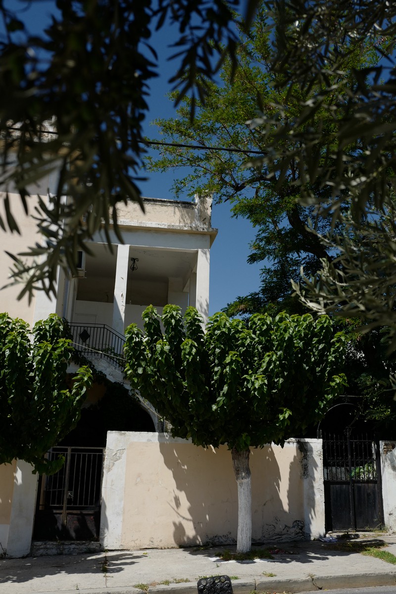 Morus alba 'Macrophylla'