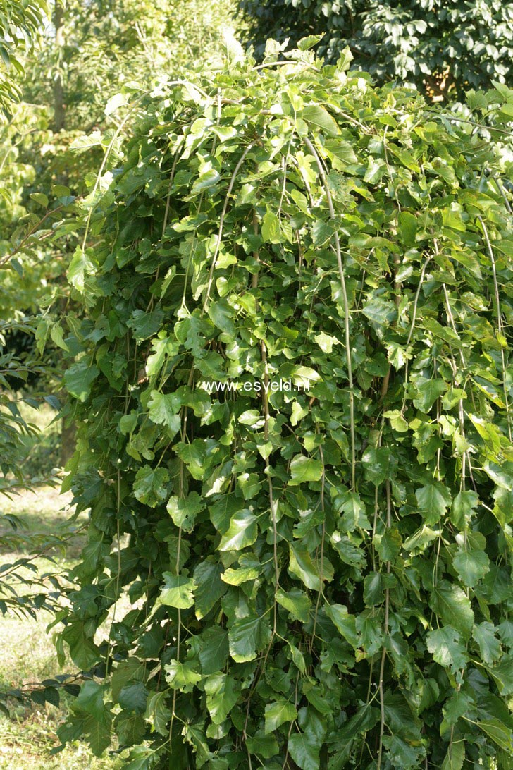 Morus alba 'Pendula'