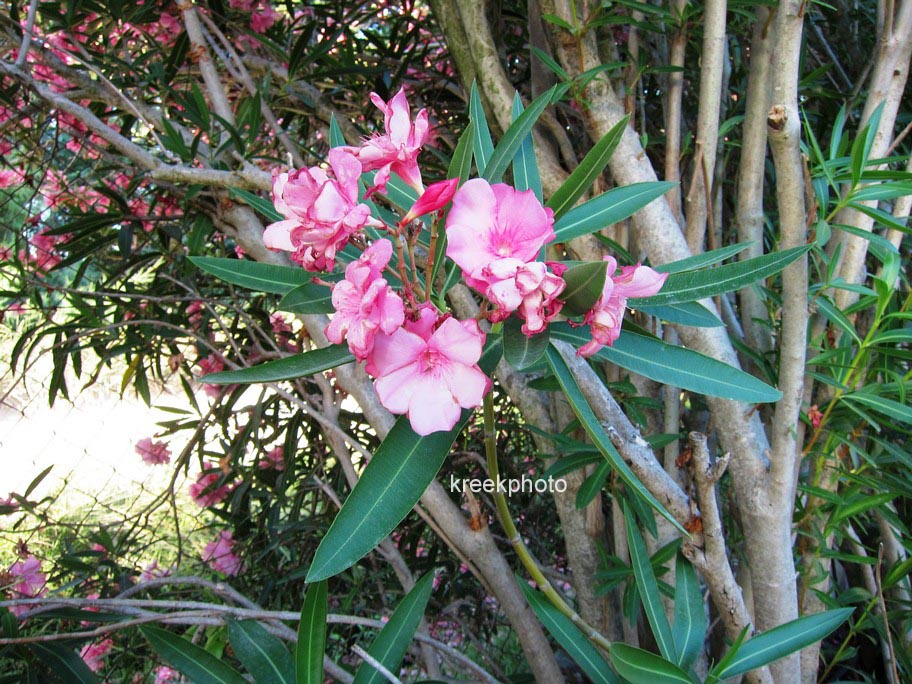 Nerium oleander