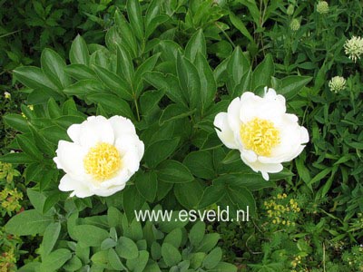 Paeonia 'Jan van Leeuwen'