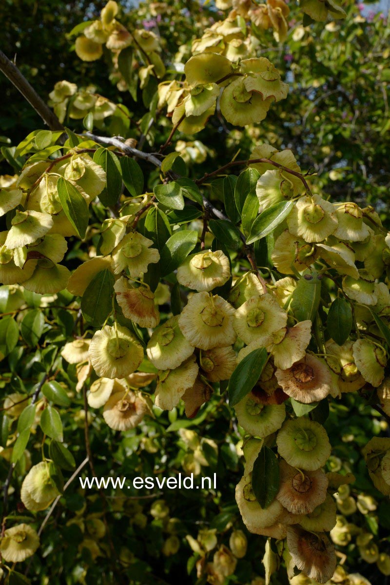 Paliurus spina-christi