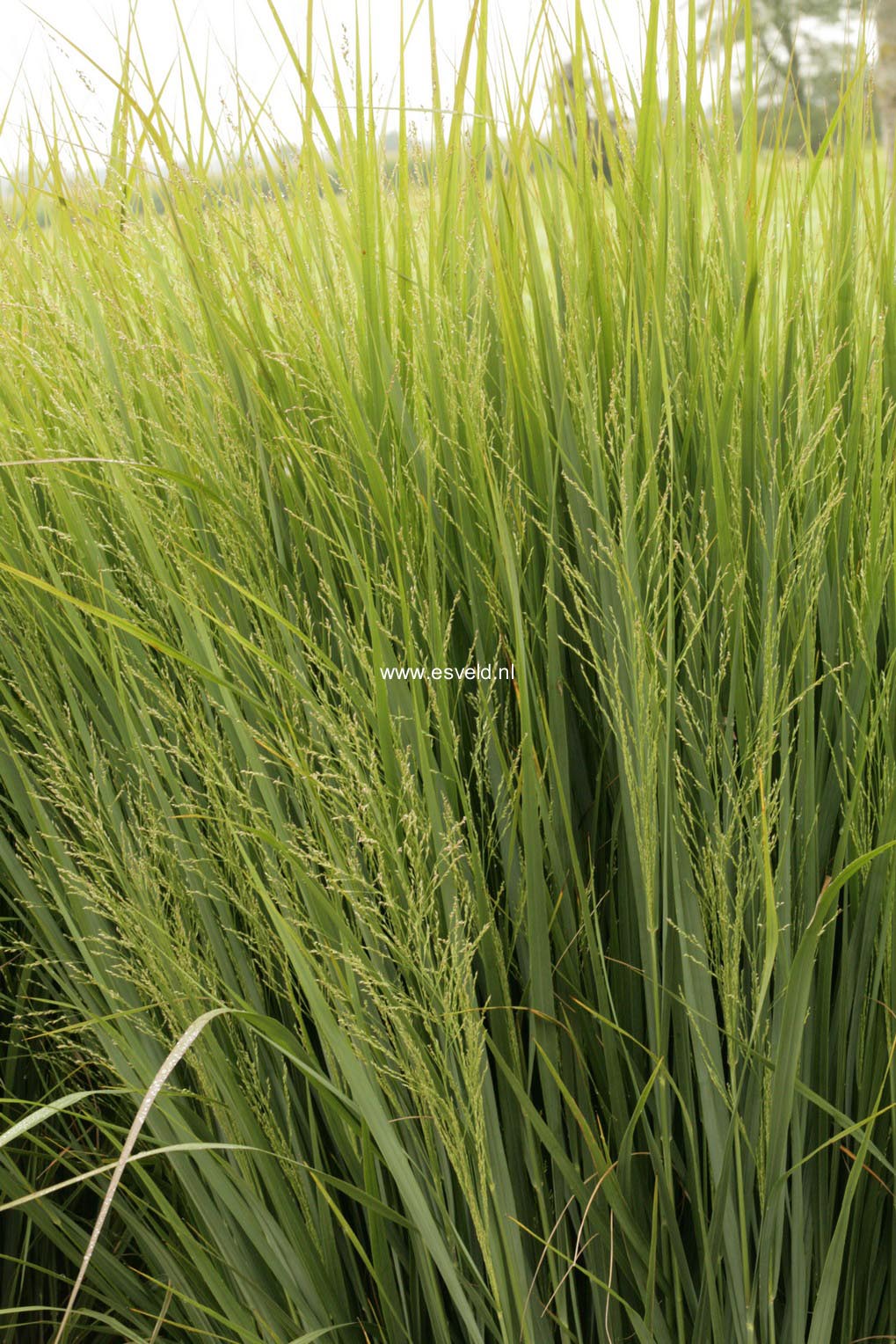 Panicum virgatum 'Northwind'