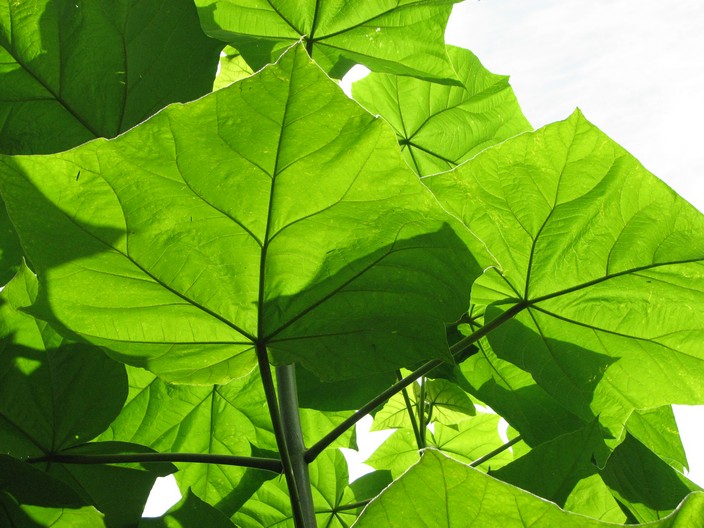 Paulownia tomentosa