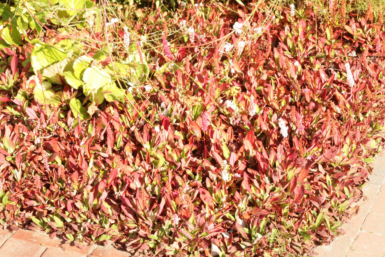 Persicaria affinis 'Superba'