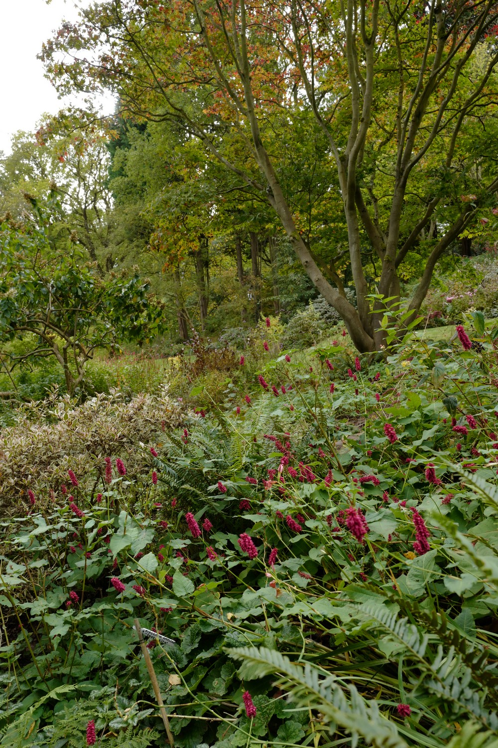 Persicaria amplexicaulis 'Inverleith'