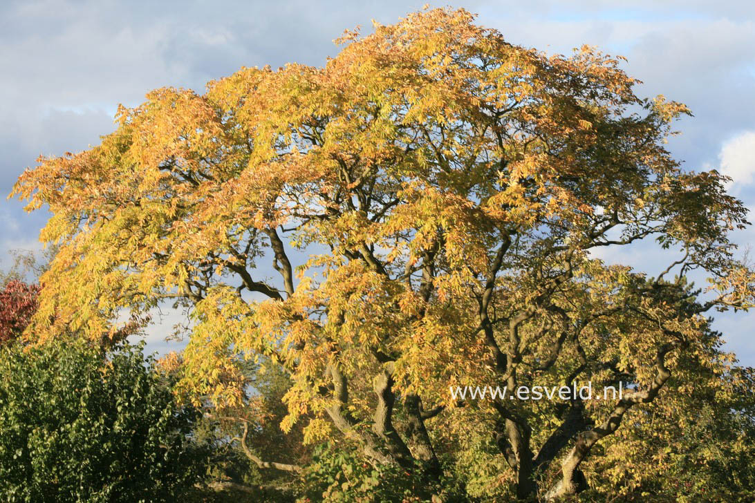 Phellodendron amurense