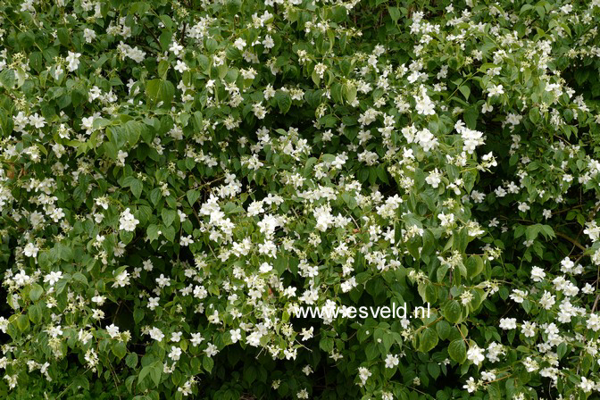Philadelphus coronarius