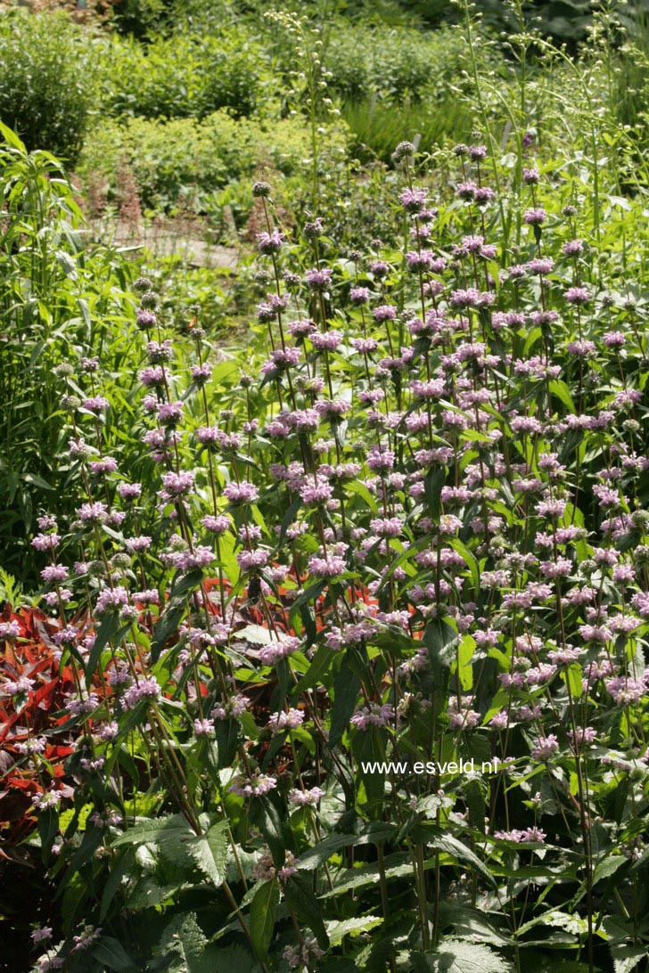 Phlomis tuberosa 'Amazone'