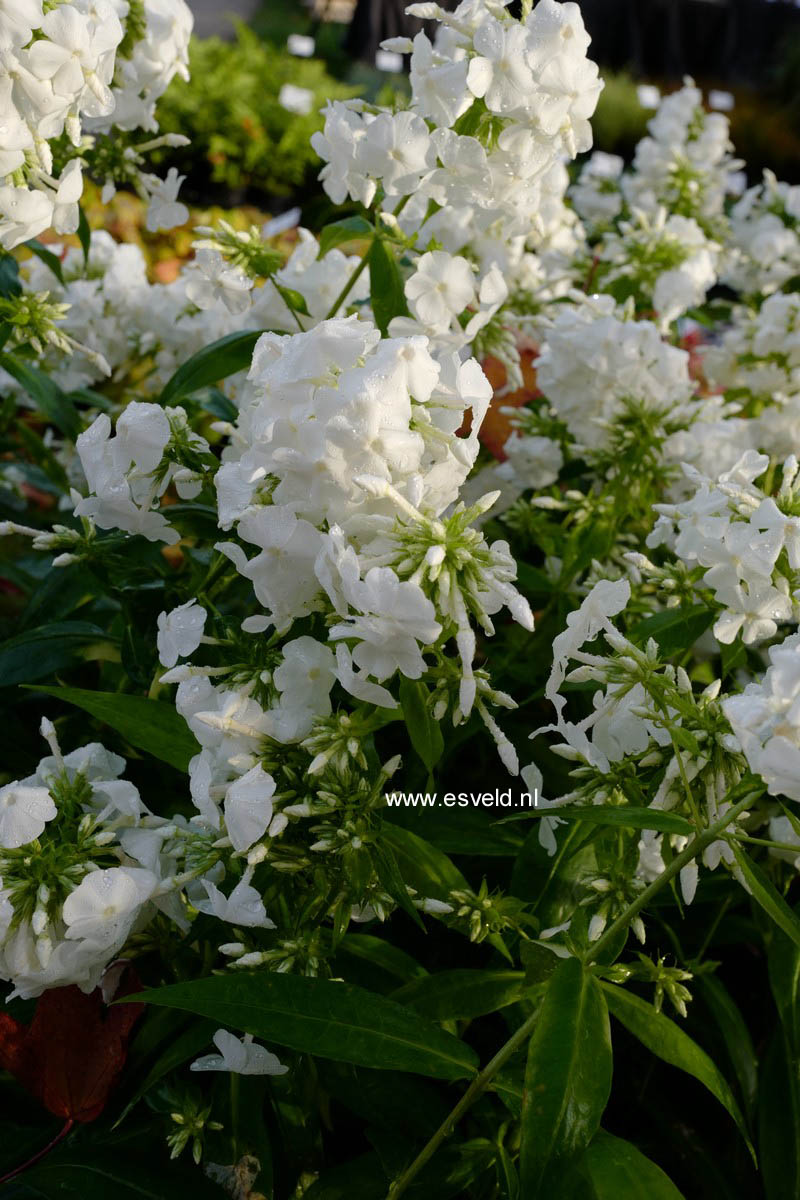 Phlox 'David' (Paniculata Group)