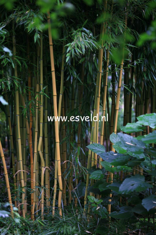 Phyllostachys aureosulcata 'Spectabilis'