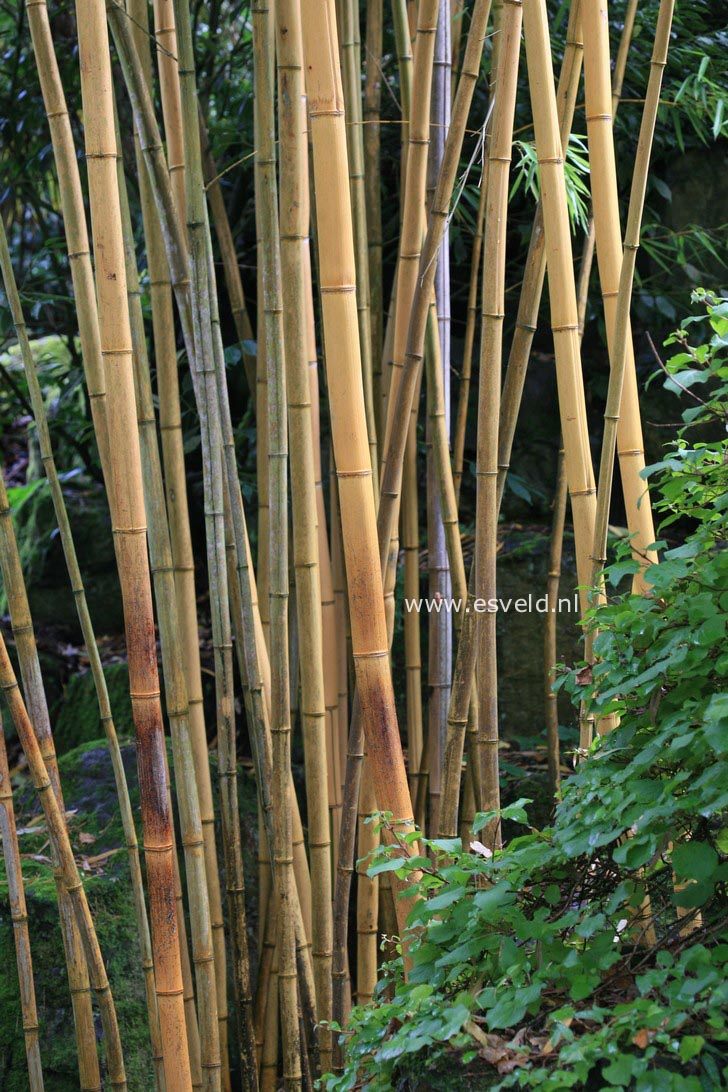 Phyllostachys vivax 'Aureocaulis'