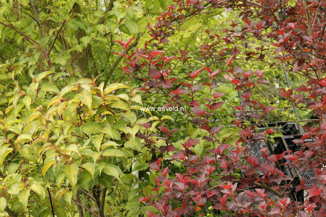 Physocarpus opulifolius 'Andre'