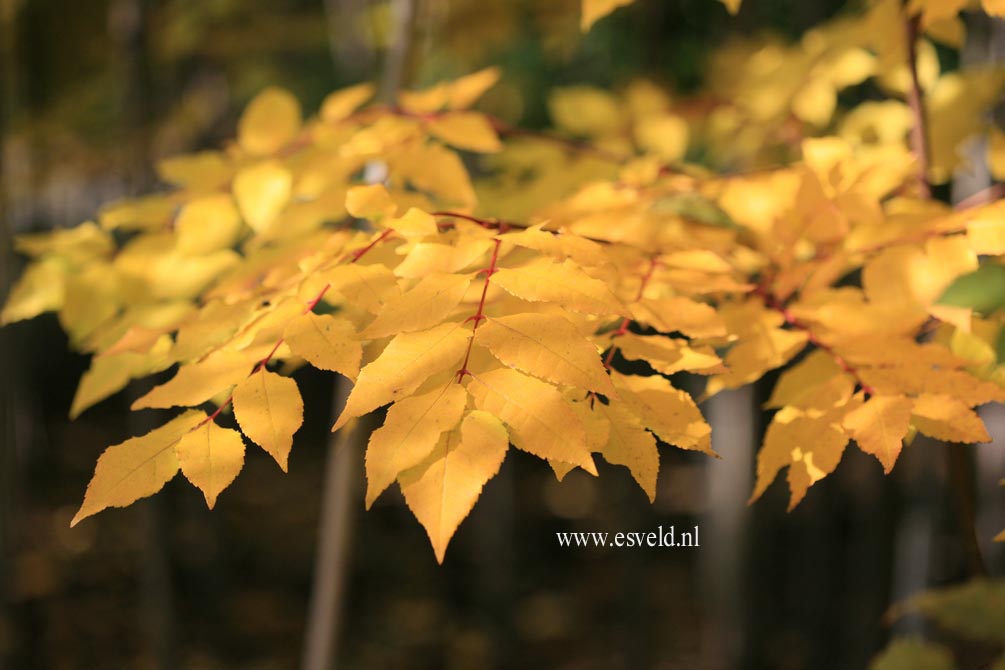 Picrasma quassioides