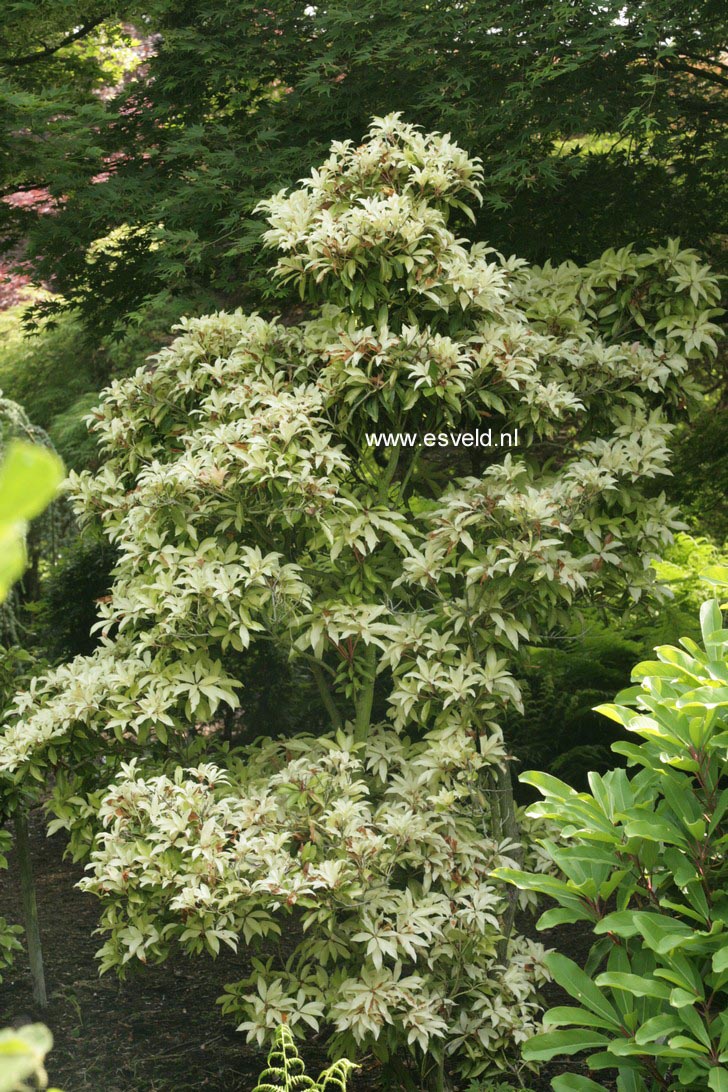 Pieris 'Bert Chandler'