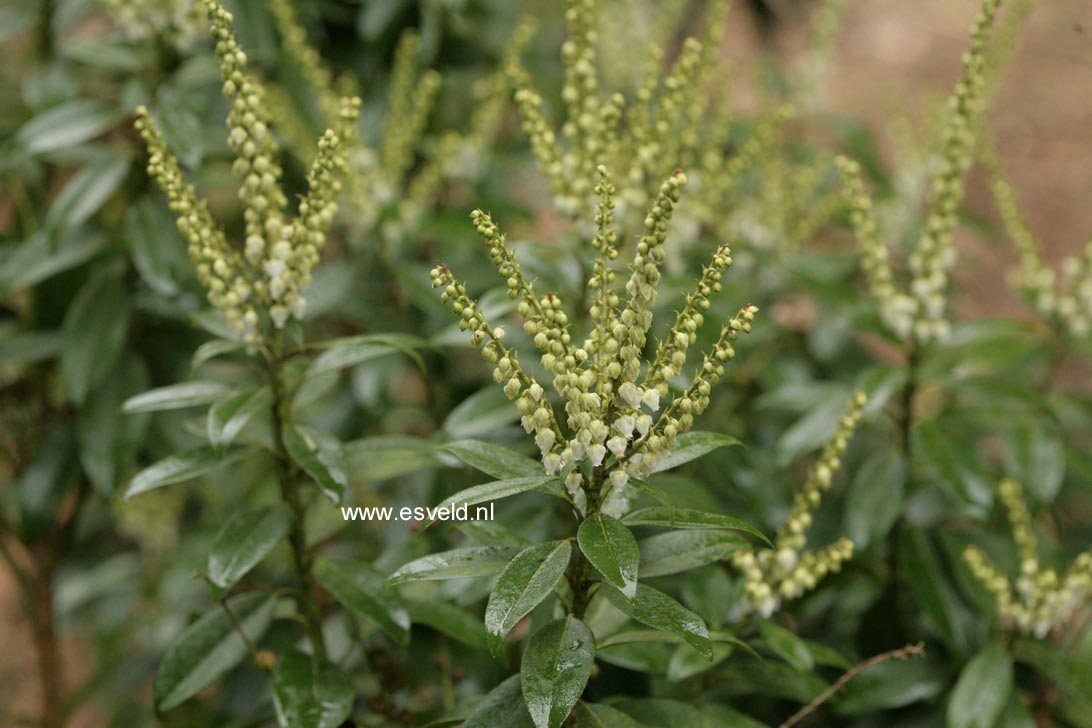 Pieris floribunda