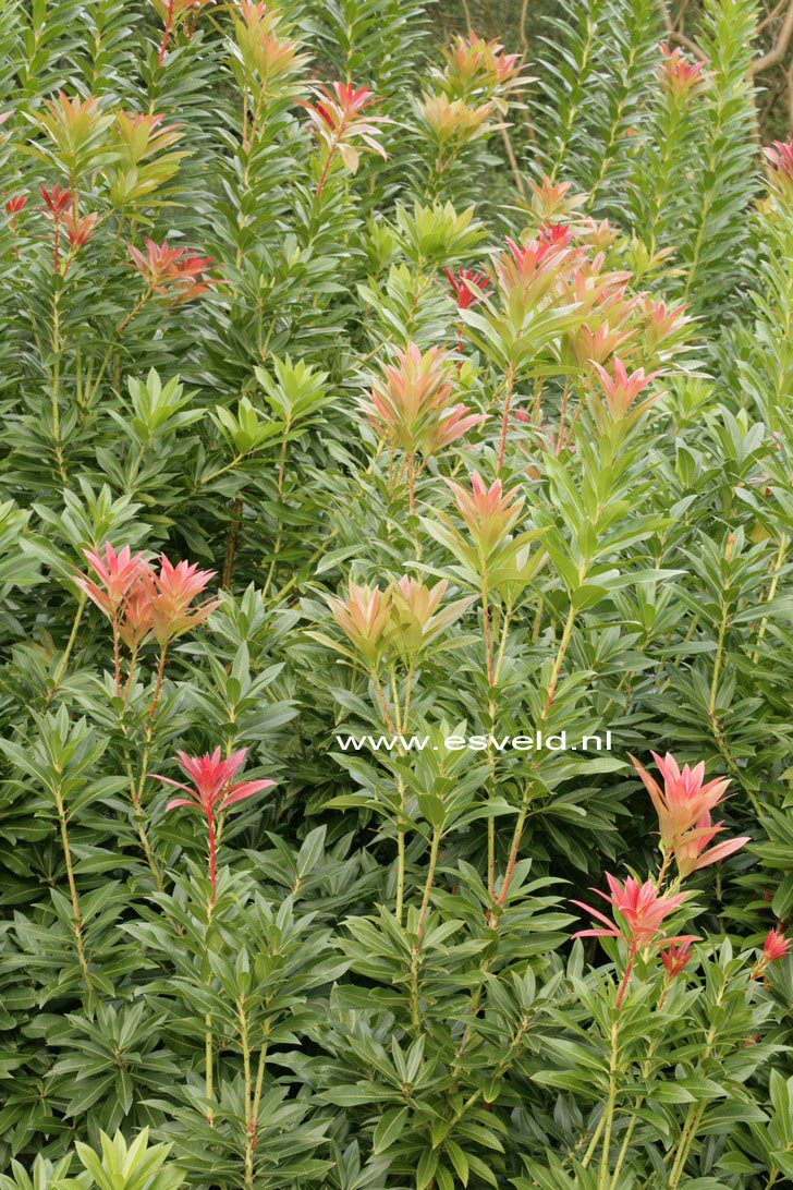 Pieris formosa 'Wakehurst'