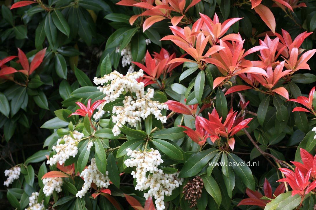 Pieris formosa forrestii