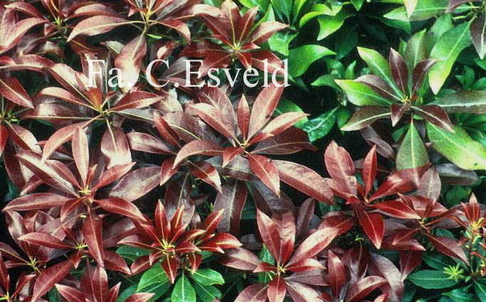 Pieris japonica 'Katsura'