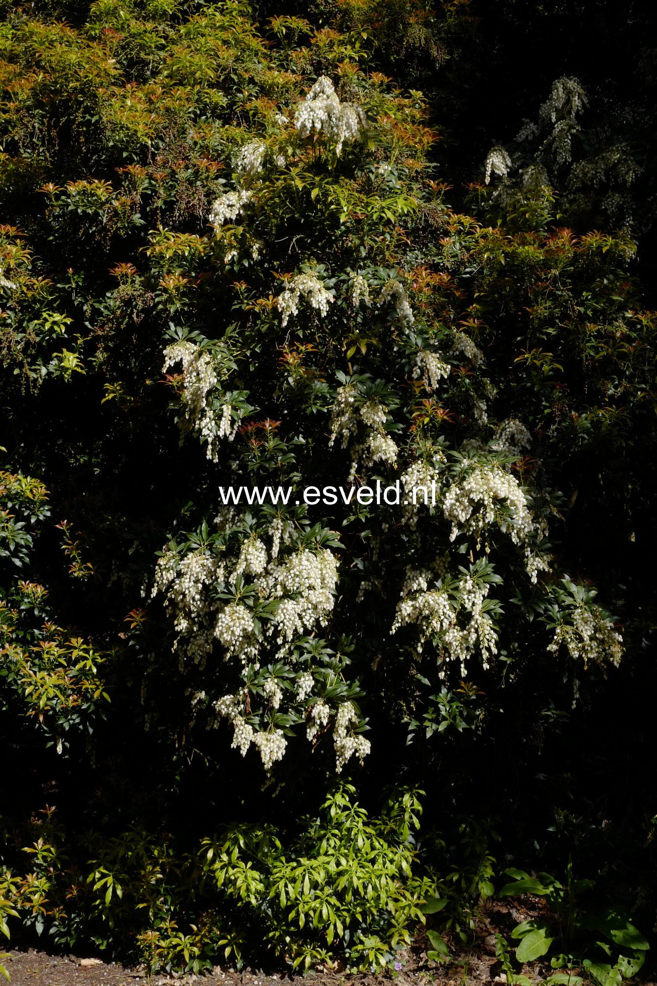 Pieris japonica