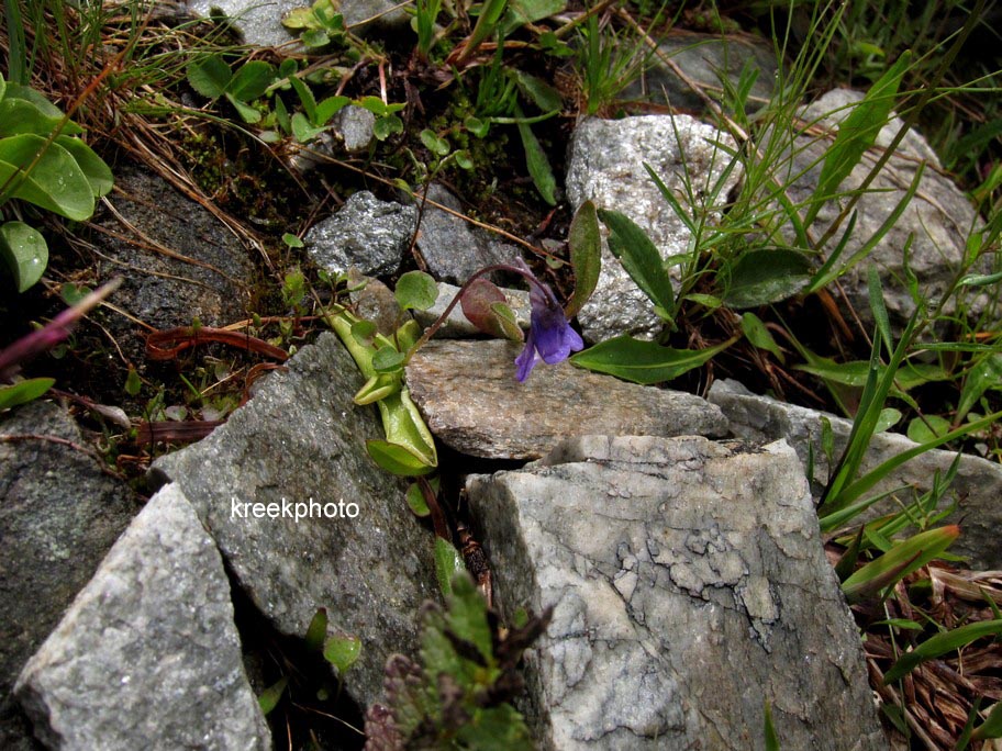 Pinguicula vulgaris