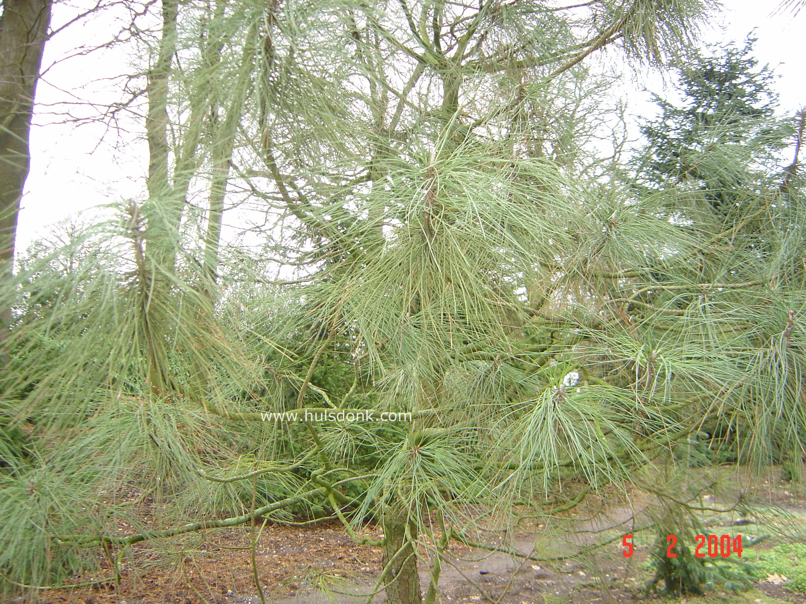Pinus coulteri