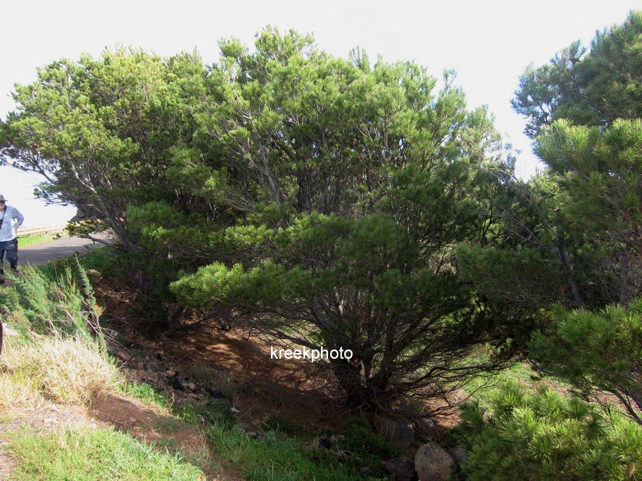 Pinus halepensis