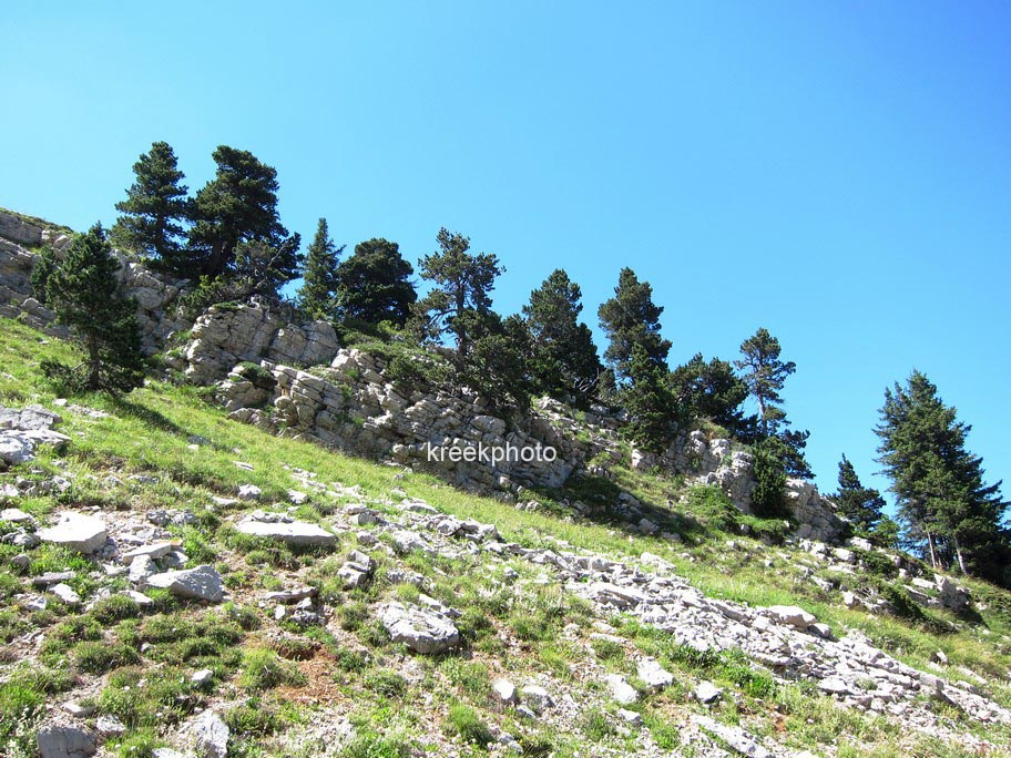 Pinus mugo subsp. uncinata