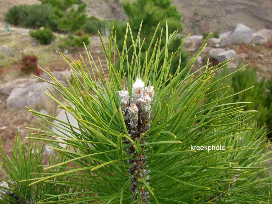 Pinus pinaster