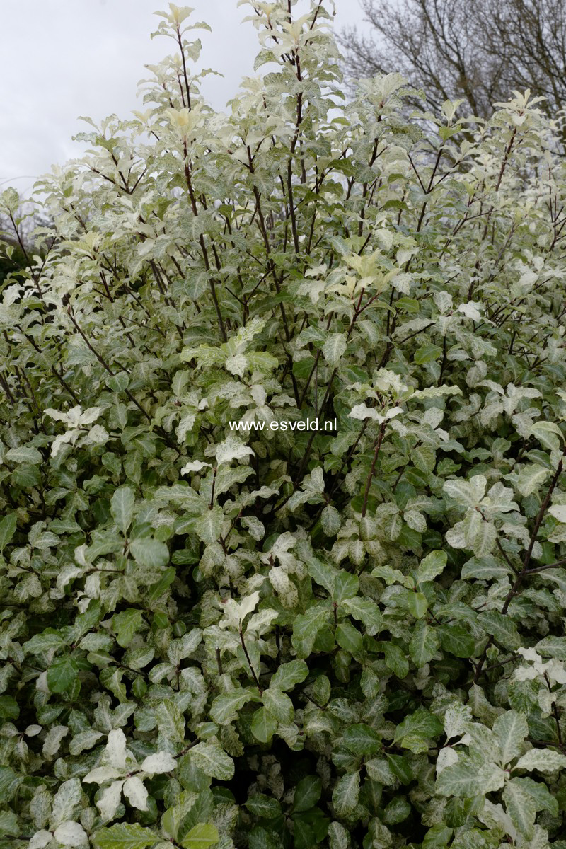 Pittosporum tenuifolium 'Irene Paterson'