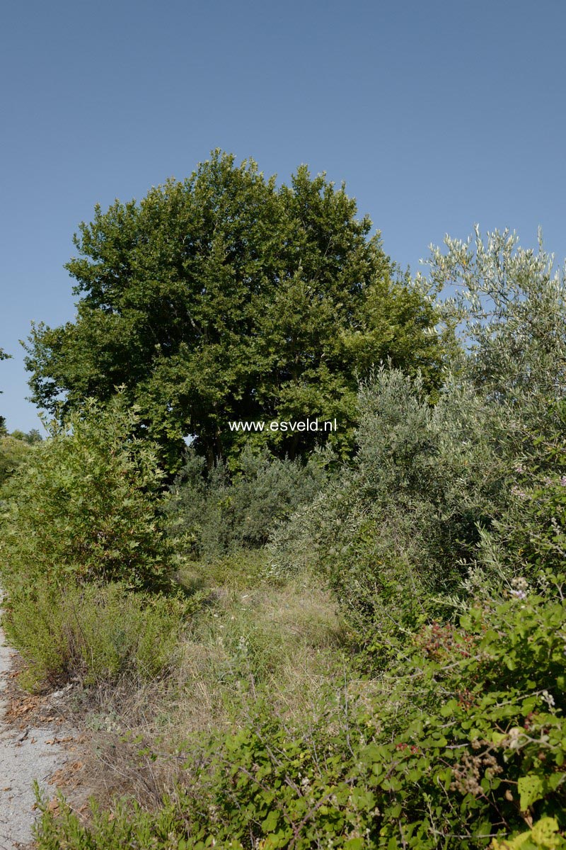 Platanus orientalis