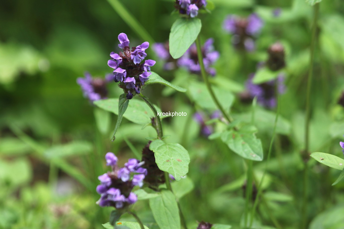Prunella vulgaris