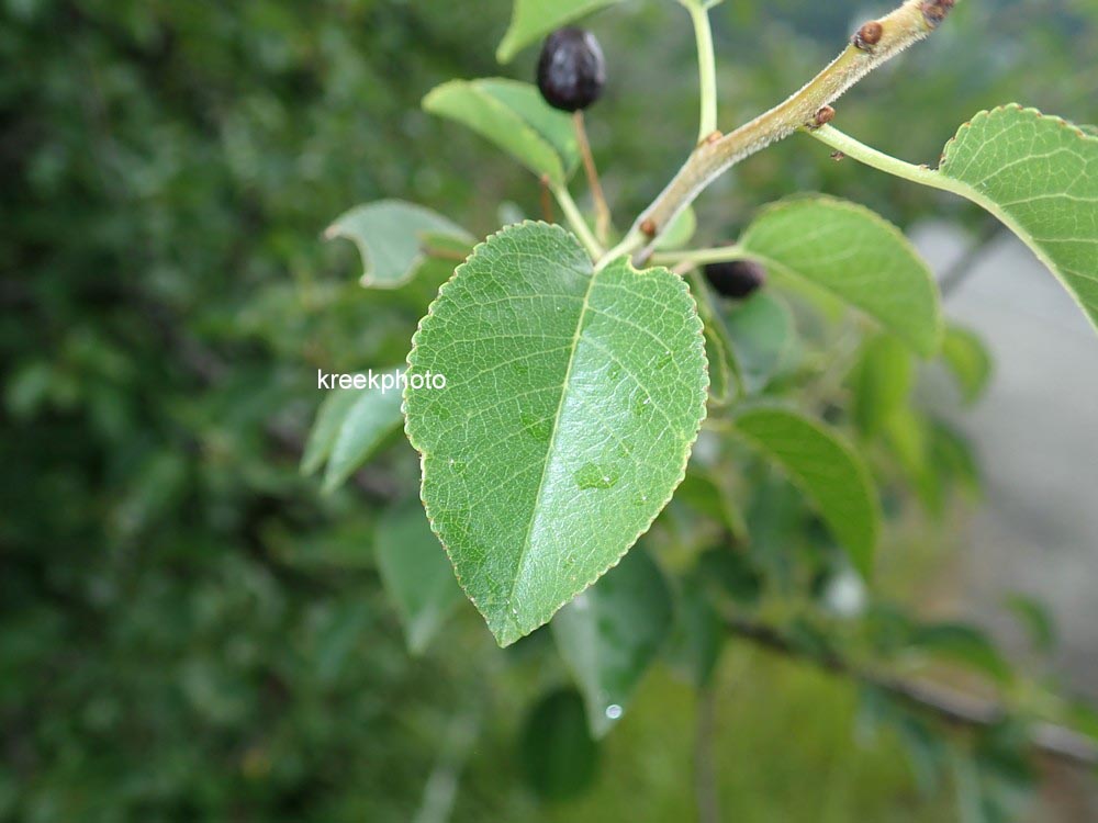 Prunus mahaleb