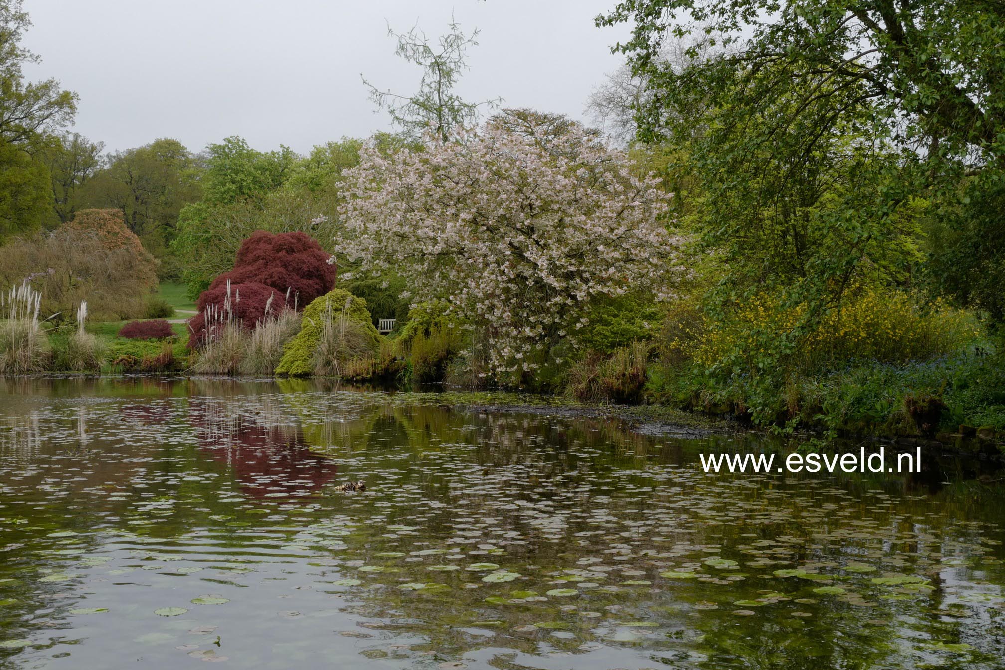 Prunus serrulata 'Ukon'