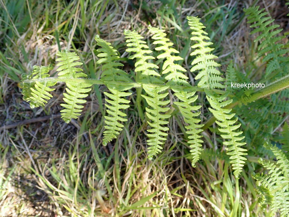 Pteridium aquilinum