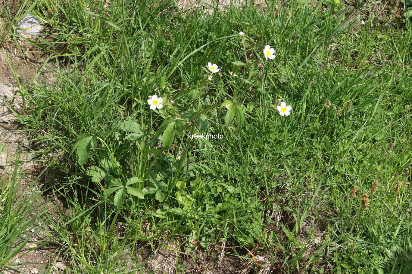 Ranunculus aconitifolius