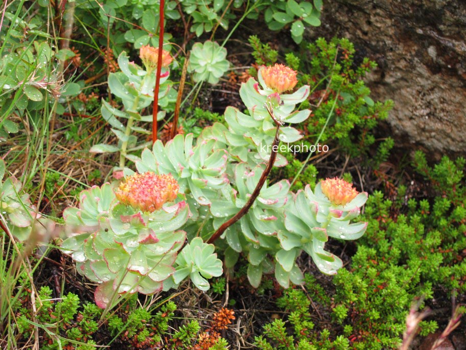 Rhodiola rosea