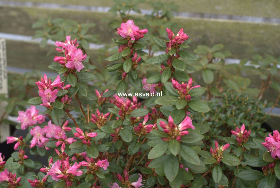 Rhododendron 'Anna Baldsiefen'