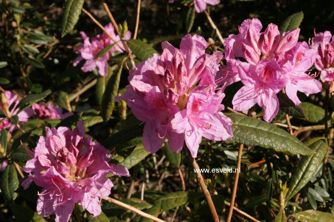 Rhododendron 'Azaleoides'