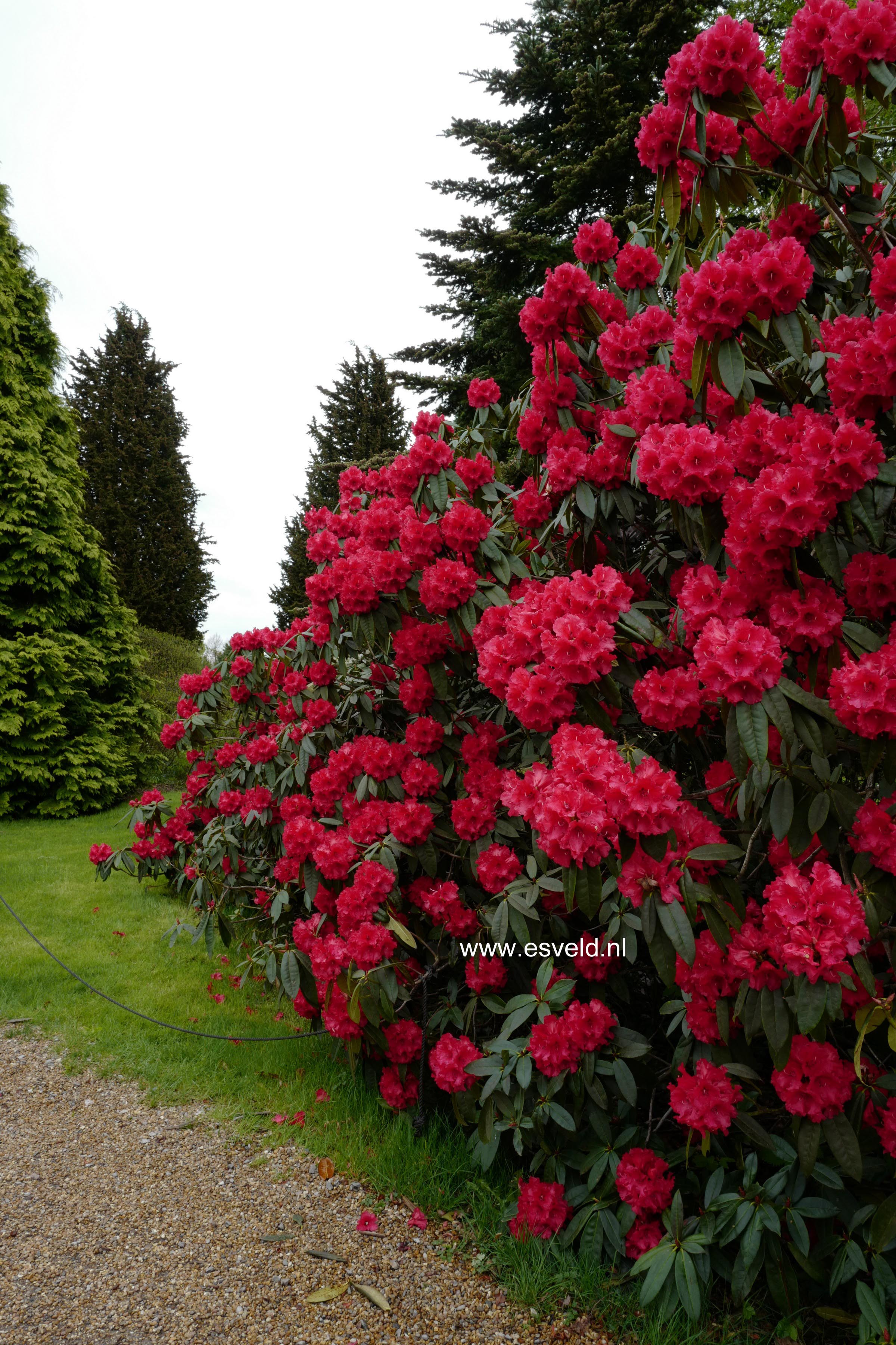 Rhododendron 'Grace Seabrook'
