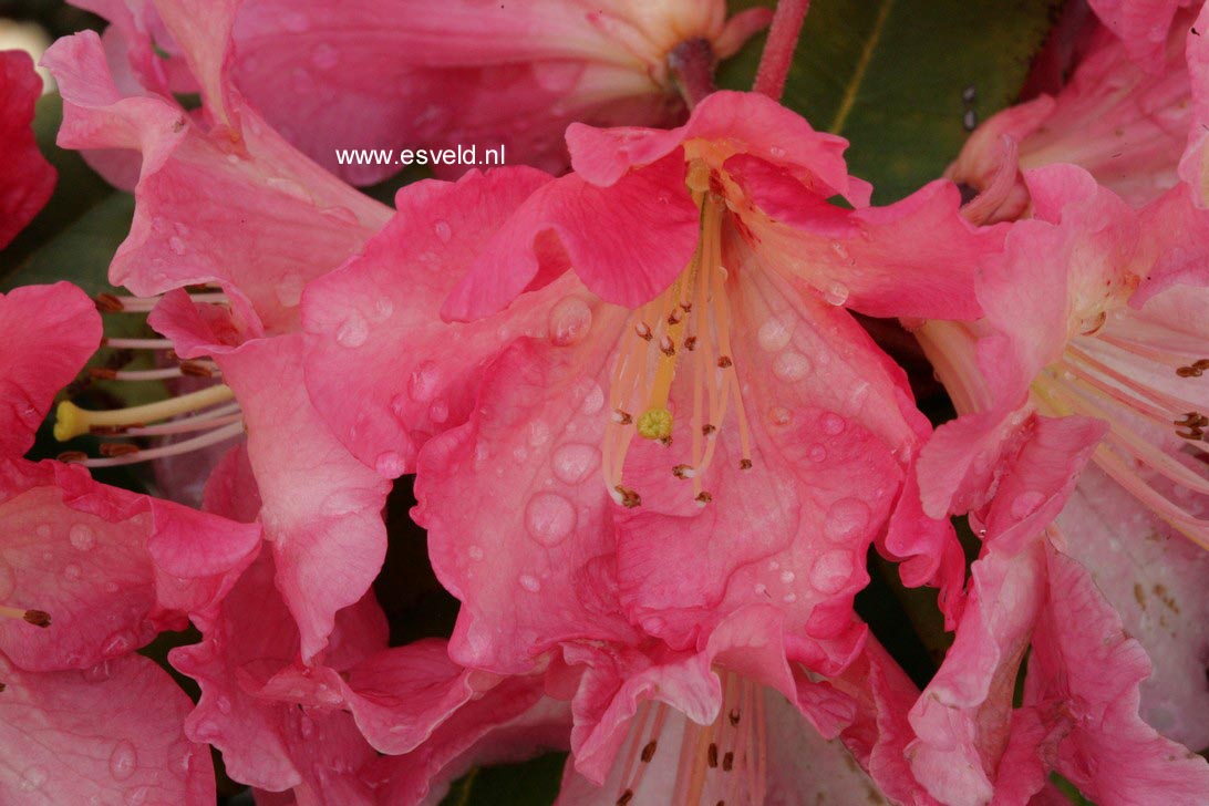 Rhododendron 'Naselle'